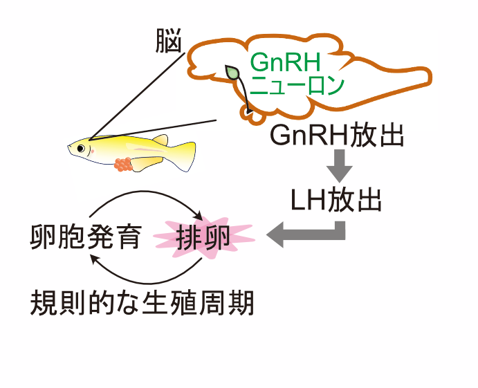 メスで規則的な排卵をおこさせる脳内のしくみ ～メダカの脳を丸ごと使った神経活動の解析～