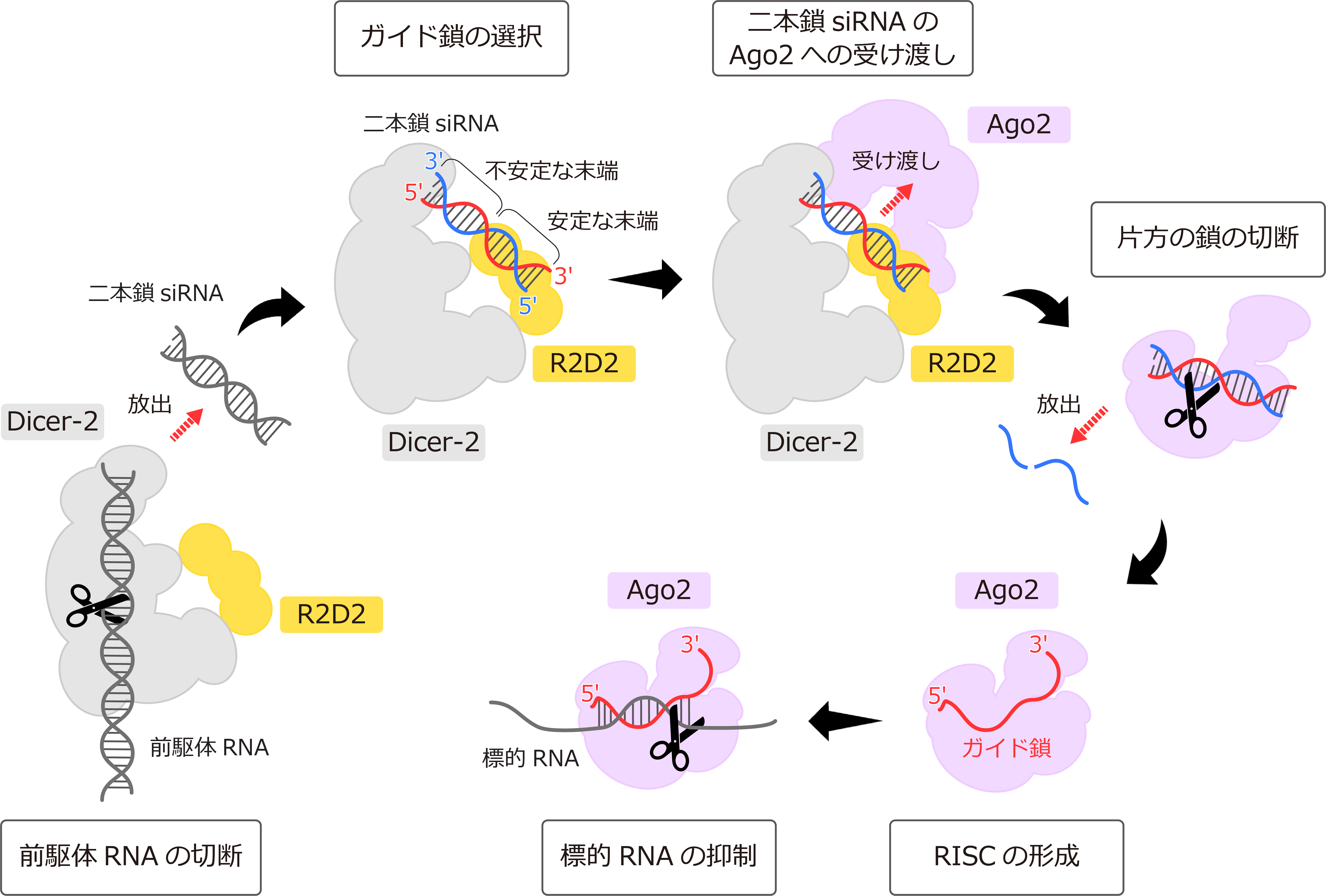 Dicer-2ーR2D2タンパク質複合体が二本鎖siRNAの非対称性を感知するしくみ～ RNA干渉における20年来の謎を解明～