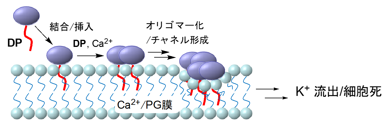 多剤耐性菌感染症治療薬の活性を担う多量体構造の解明