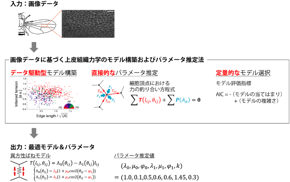 画像データから上皮細胞の力学パラメータを推定する手法を開発