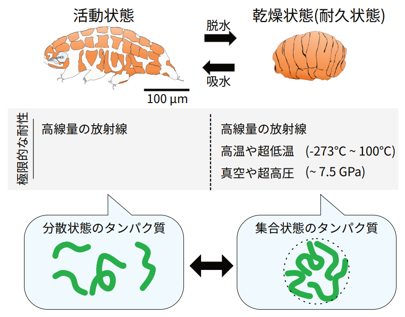 クマムシ耐性タンパク質によるストレスに応答した細胞の硬化～究極生命体に向けて – カーズ(CAHS)タンパク質の働き～