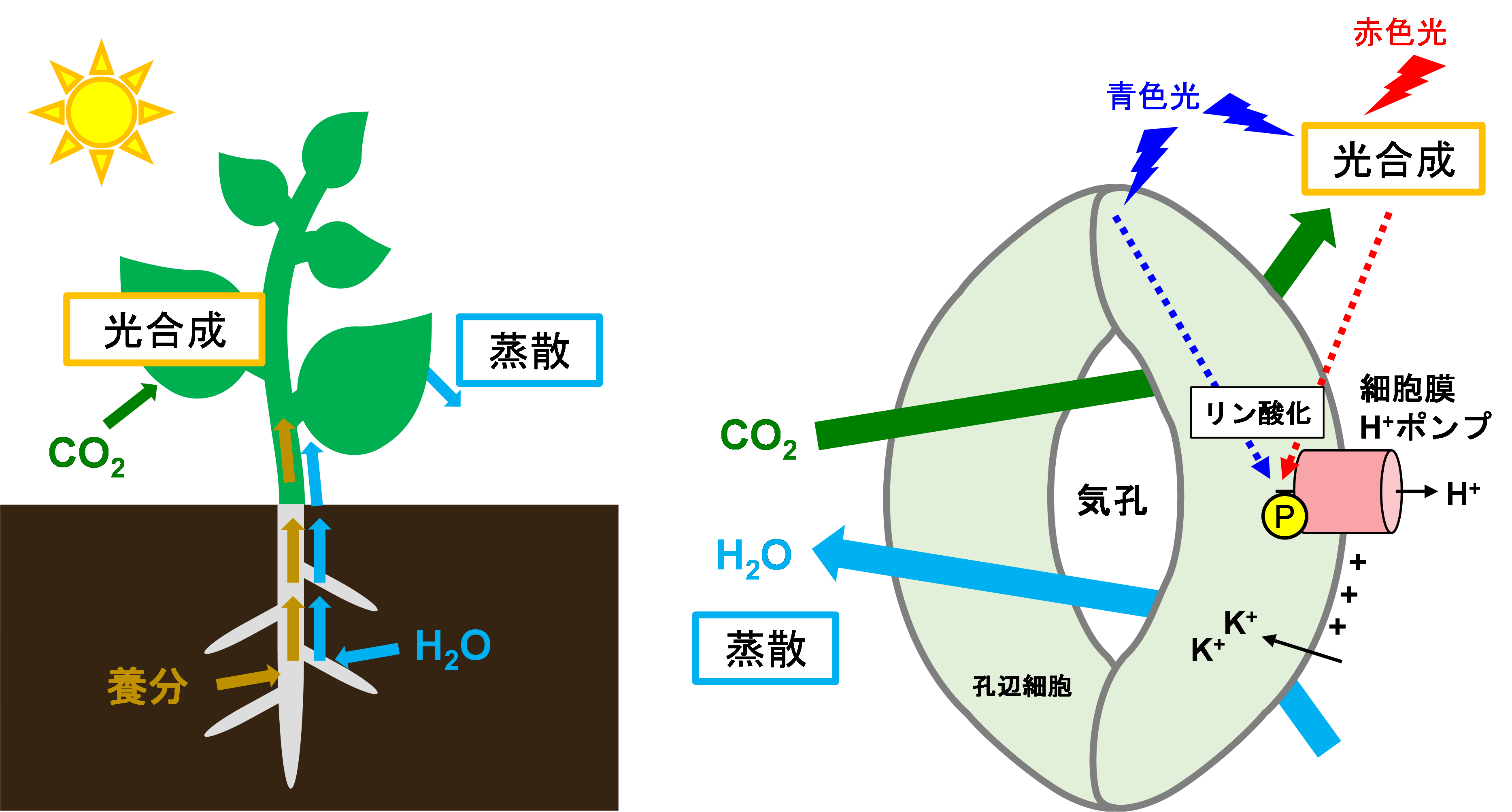 植物の気孔がCO2に応じて閉じる新たな仕組みを発見～作物のCO2吸収の効率化へ向けて～