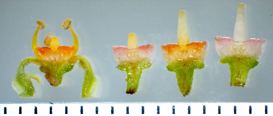 ヤブカラシの花色は3度変わる。～3度も色が変わる花色の周期的変化を発見し、そのメカニズムの一端を明らかにした。～