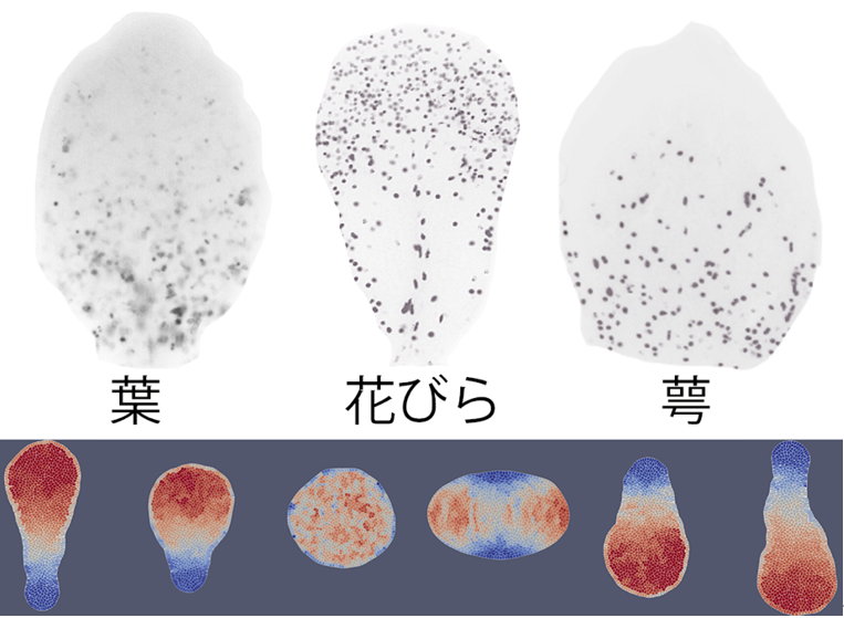 花びらの形が葉と違う仕組みを解明