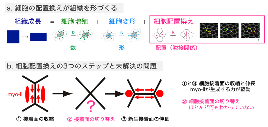 細胞接着面切り替わりの分子・力学メカニズムを解明