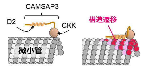 微小管核形成因子CAMSAP3による微小管安定化機構の解明～CAMSAP3はどのようにして微小管を脱重合から守るのか～