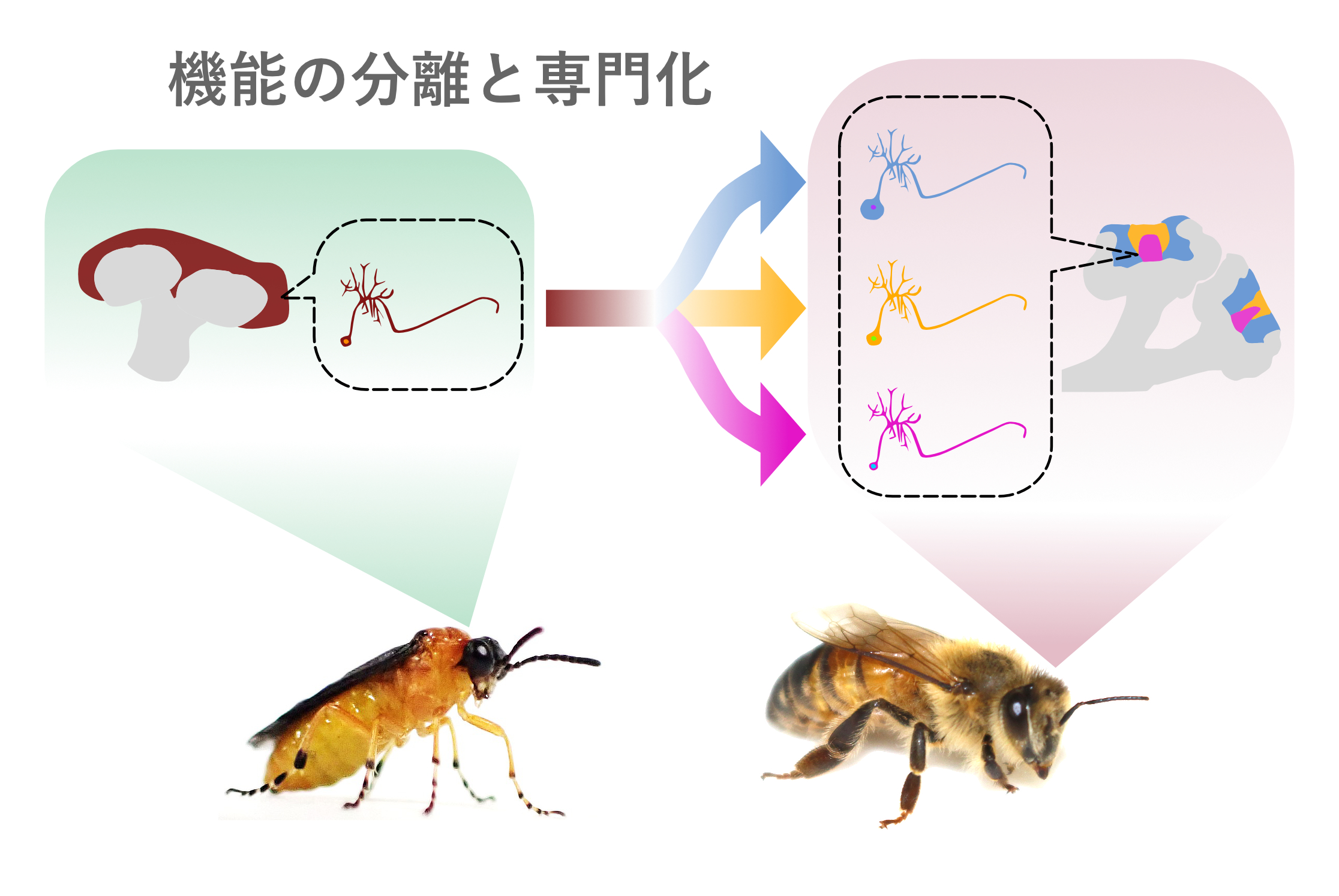 ハチ目における脳神経細胞の進化動態の解明～多機能型から機能特化型へ～