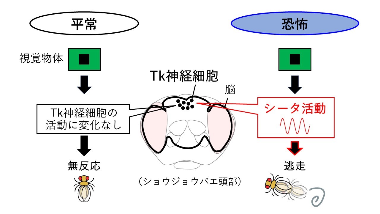 恐怖はどのような神経メカニズムを介して 生物の視覚応答にバイアスを与えるのか?