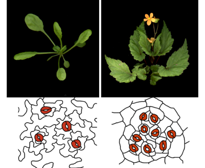 植物が示す多様な気孔の作り方を再現～気孔の進化過程解明と人為的改変に光～