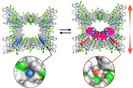 酵素のように孔の形が変わる結晶 ～動的高次機能を備えた触媒などへの応用に期待～